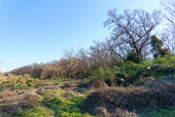 Obraz premium もり