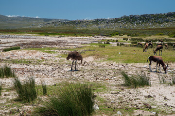 Naklejka premium Cape of Good Hope