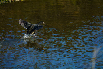 Fototapeta premium 水鳥