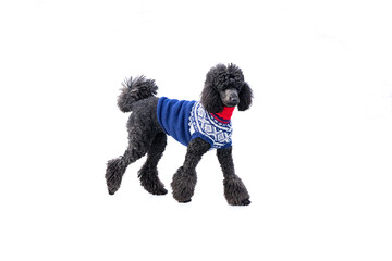 Standard poodle in knitted Marius sweater in beautiful winter weather. She is playing on the ice of...