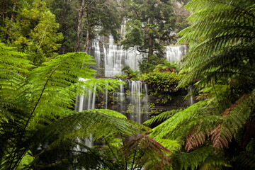 The iconic Russell Falls Tasmania - Australia