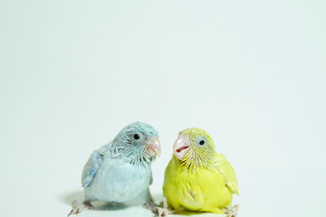 Forpus 2 baby bird newborn (American yellow and white color) sibling pets standing on white background, the domestic animal is the smallest parrot in the world.