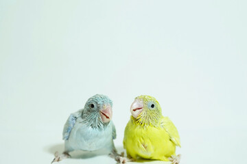 Forpus 2 baby bird newborn (American yellow and white color) sibling pets standing on white background, the domestic animal is the smallest parrot in the world.