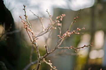 spring
