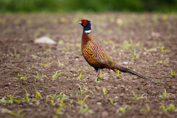 The common pheasant (Phasianus colchicus)
