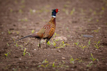 Fototapeta premium The common pheasant (Phasianus colchicus)