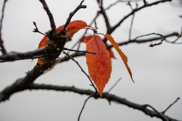 Trees and branches in the rain