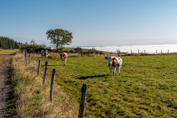 Troupeau de vache au soleil au bord du chemin de randonn&eacute;e du signal du Luguet avec en fond la vall&eacute;e noy&eacute;e dans une mer du nuages
