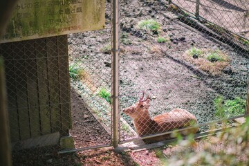 squirrel on the fence