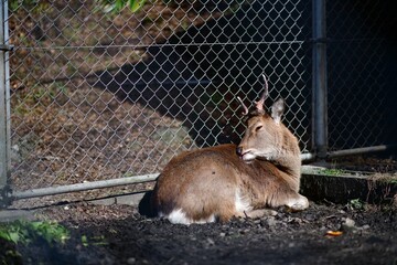 rabbit in the zoo