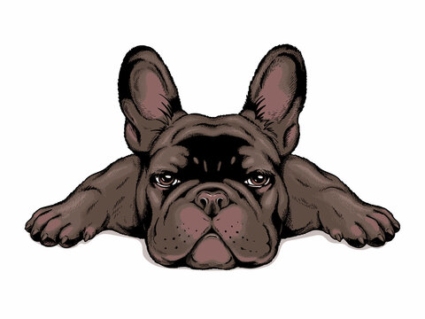 Black french bulldog puppy. Stylish image to print on any surface
