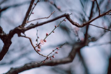 snow covered branches