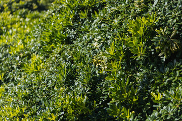 Close-up of a beautiful fresh bush branch with green leaves, the background is blurred.