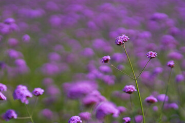 Aster Purple Flower on field