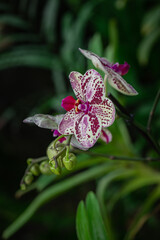 Blooming beautiful orchid flowers in a tropical greenhouse, nature and gardening