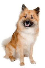 Happy Eurasier dog