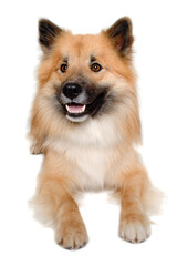 Obraz premium Happy Eurasier dog
