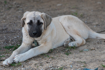Portrait of a sad homeless dog lies and looks at the camera. Dog looking for owner