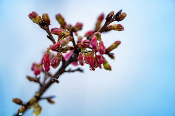 Cherry blossoms after spring rain