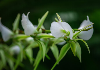 Blooming beautiful orchid flowers in a tropical greenhouse, nature and gardening