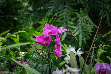Fototapeta premium Blooming beautiful orchid flowers in a tropical greenhouse, nature and gardening