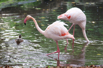 flamingo in the water
