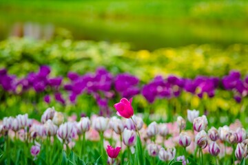 field of purple tulips