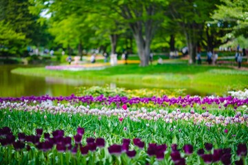 spring in the park