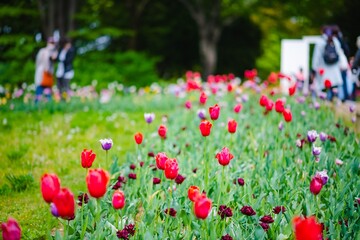 Obraz premium field of tulips