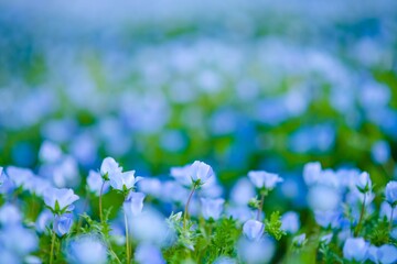 flowers in the grass
