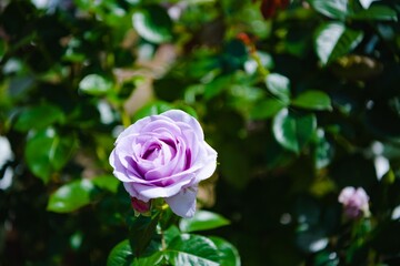 pink rose