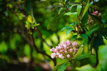 pink and white flowers