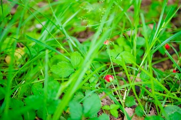ladybug on green grass