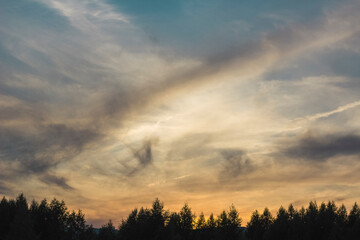 sunset in the forest