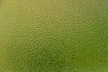 植物の黄緑色が映ったすりガラス