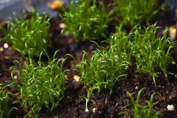 young shoots of Irish moss 