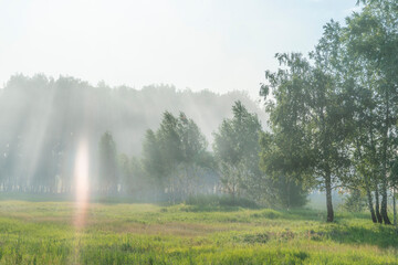 A forest covered in smog from a fire on a bright sunny summer day.