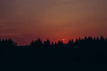 sunset in the forest