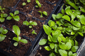 Young seedlings of aster flowers in containers, pots and cassettes on the windowsill. Seedlings for sale and for giving.