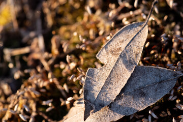 霜が降りる寒い朝
