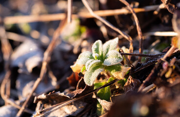 霜が降りる寒い朝