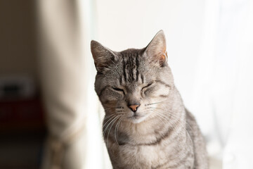 Naklejka premium 眠そうな表情 サバトラ猫