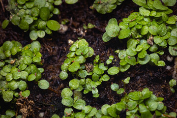 young shoots of the peach-leaved bell flower are grown for seedlings for a garden or cottage