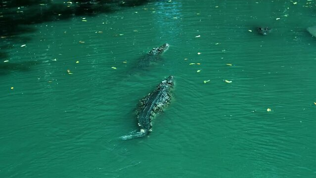 Crocodile swim on a lake, Crocodiles head with teeth in a river, Alligator being aggressive eating in swamp, sunny day at zoo. Caiman bites down aggressively during feeding, Splashing.