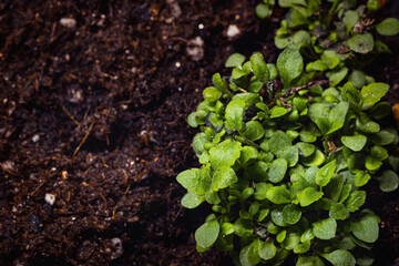 young shoots of the Veronica, Spike Speedwell 'Blue Fox' (Veronica spicata) are grown for seedlings for a garden or cottage