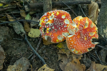 A poisonous and hallucinogenic mushroom Fly agaric in the grass against the background of an autumn...
