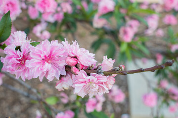 A bundle of spring time pink flowers