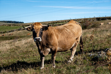 Vache laitière nous regardant au bord du chemin de randonnée du signal du Luguet par une superbe...