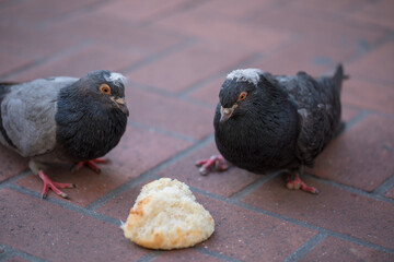 Two pigeons sharing bread