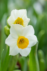 Macro photo of a Daffodil